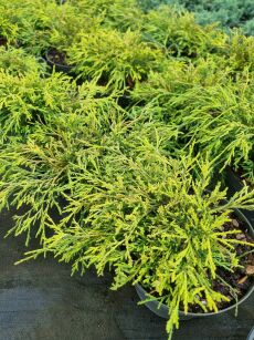 Cyprysik Groszkowy "Golden Mop" (Chamaecyparis Pisifera)