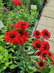 Jeżówka "Prima Ruby" ( Echinacea )