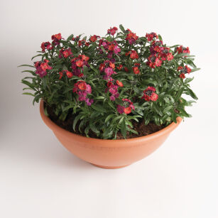 Pszonak Lnolistny "Red Jep" (Erysimum linifolium)