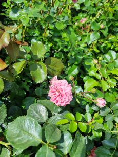 Róża Okrywowa "Pink Swany" (Rosa)