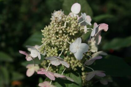 Hortensja Bukietowa "Grandiflora" (Hydrangea Paniculata)