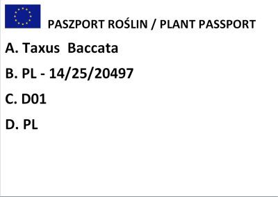Cis Pospolity "Fastigiata" (Taxus Baccata)