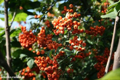 Ognik Szkarłatny "Orange Glow" (Pyracantha Coccinea)