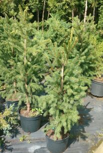 Świerk Pospolity "Cupressina" (Picea Abies)
