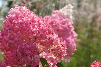 Hortensja Bukietowa "Gardenlights Redlight" (Hydrangea Paniculata)