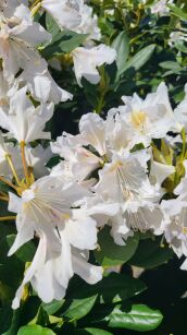 Różanecznik "Cunningham's White" (Rhododendron)