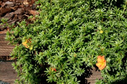 Pięciornik Krzewiasty "Hopley`s Orange" (Potentilla Fruticosa)