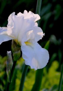 Irys Bródkowy Biały (Iris Barbata)