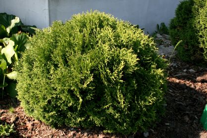 Żywotnik Zachodni "Hoseri" (Thuja Occ.)