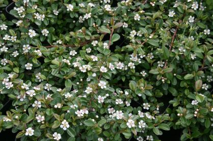 Irga Szwedzka "Coral Beauty" Pa (Cotoneaster Suecicus)