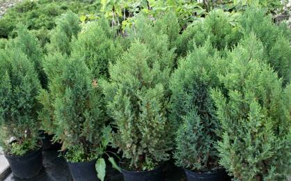 Jałowiec Chiński "Stricta" (Juniperus Chinensis)
