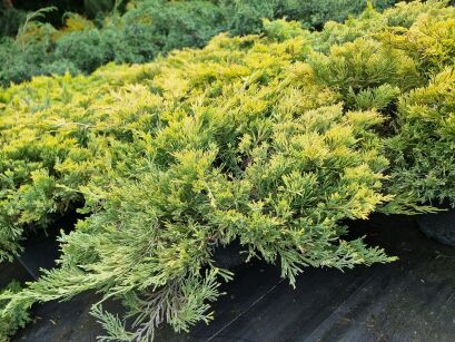 Jałowiec Płożący "Limeglow" (Juniperus Horizontalis)