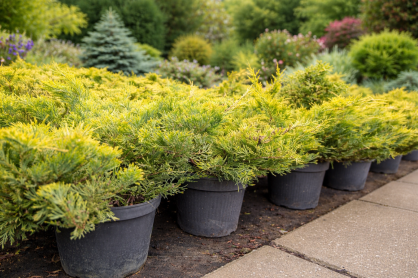 Jałowiec Płożący "Limeglow" (Juniperus Horizontalis)
