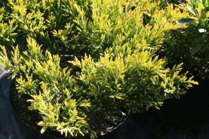 Jałowiec Płożący "Limeglow" (Juniperus Horizontalis) 