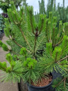 Sosna Czarna "Birte" (Pinus Nigra)