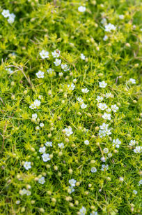 Karmnik ościsty "Lime Moss" (Sagina subulata)