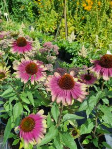 Jeżówka "Sweet Sandia" (Echinacea)