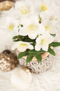 Ciemiernik Biały "Advent Star" (Helleborus Niger)