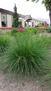 Śmiałek Darniowy "Goldschleier" (Deschampsia Cespitosa)