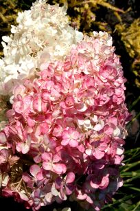 Hortensja Bukietowa "Vanille Fraise" (Hydrangea Paniculata)