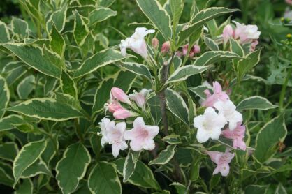 Krzewuszka Cudowna "Nana Variegata" Pa (Weigela Florida)