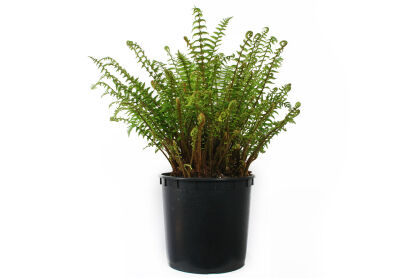 Narecznica Mocna  (Dryopteris Affinis)