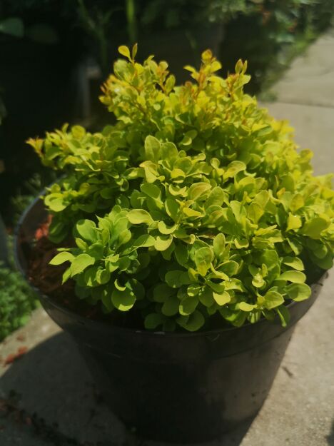 Berberys Thunberga 