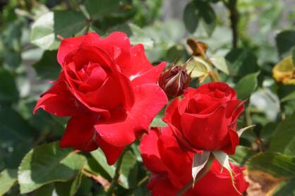 Róża Wielokwiatowa "Nina Weibull" (Rosa)