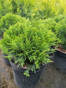 Żywotnik Zachodni "Danica" (Thuja Occ.)