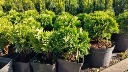 Żywotnik Zachodni "Danica" (Thuja Occ.)
