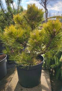 Sosna Czarna "Hornibrookiana" (Pinus Nigra) 
