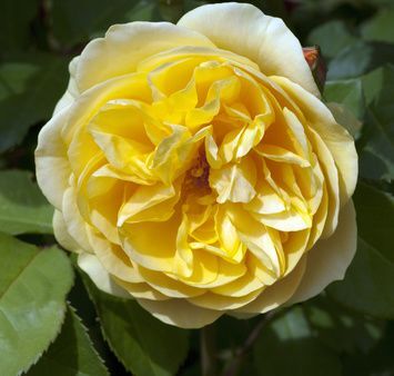 Róża Angielska 