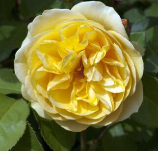 Róża Angielska "The Pilgrim" (Rosa)