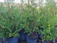 Żywotnik Zachodni 