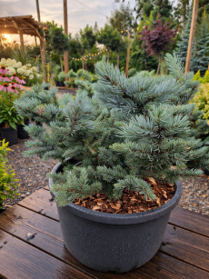 Świerk Kłujący "Glauca Globosa" (Picea Pungens)
