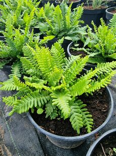 Podrzeń żebrowiec (Blechnum spicant)