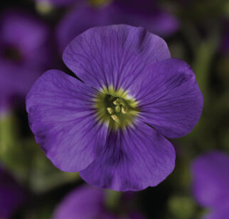Żagwin Ogrodowy "Audrey F1 Mid Blue" (Aubrieta x Hybrida)
