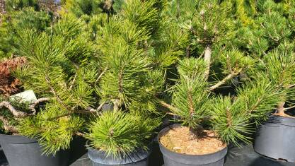 Sosna Czarna "Globosa" (Pinus Nigra)