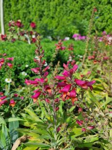 Naparstnica "Illumination Raspberry" (Digitalis)