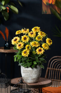 Rudbekia Owłosiona "Rudy Double Yellow Lemon" (Rudbeckia Hirta)