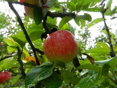 Jabłoń „Szampion” goły korzeń (Malus Domestica)