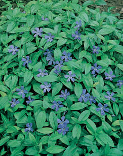 Barwinek Pospolity "Blue" (Vinca Minor)
