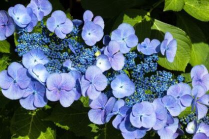 Hortensja Piłkowana "Veerle" (Hydrangea Serrata)