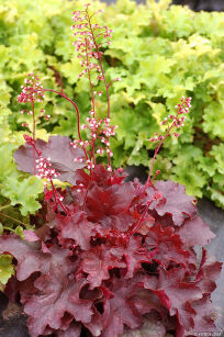 Żurawka "Fire Chief" (Heuchera)
