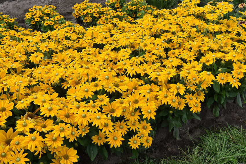 Rudbekia 