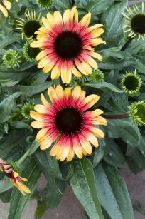 Jeżówka Purpurowa "Sombrero Special Yellow Red" (Echinacea Purpurea)