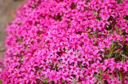 Płomyk Szydlasty "Atropurpurea" (Phlox Subulata)