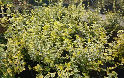 Trzmielina Fortune`a "Emerald`n Gold" (Euonymus Fortunei)