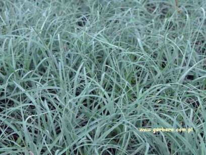 Turzyca Dina "Blue Zinger" (Carex Flacca)