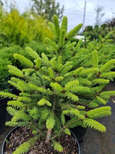 Świerk Pospolity "Pumila Glauca" (Picea Abies)